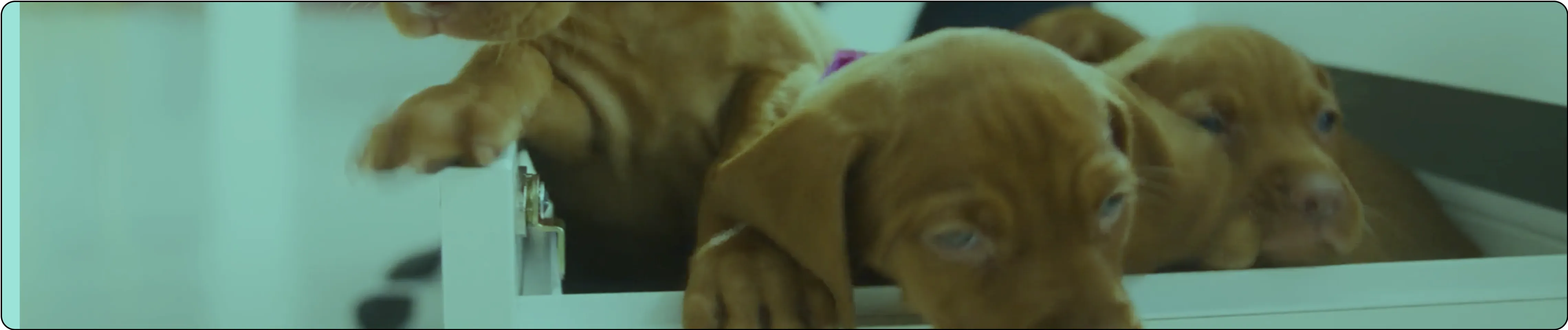 Skedda video production case study - Puppy Chaos by Studio Lewis